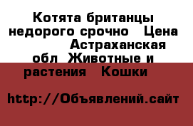 Котята британцы недорого срочно › Цена ­ 1 000 - Астраханская обл. Животные и растения » Кошки   